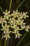 Southern milkweed